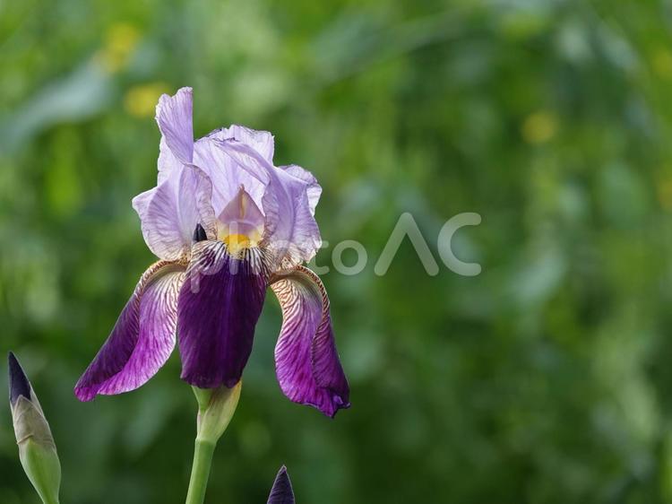 初夏の花・ジャーマンアイリス 花,初夏,ジャーマンアイリスの写真素材