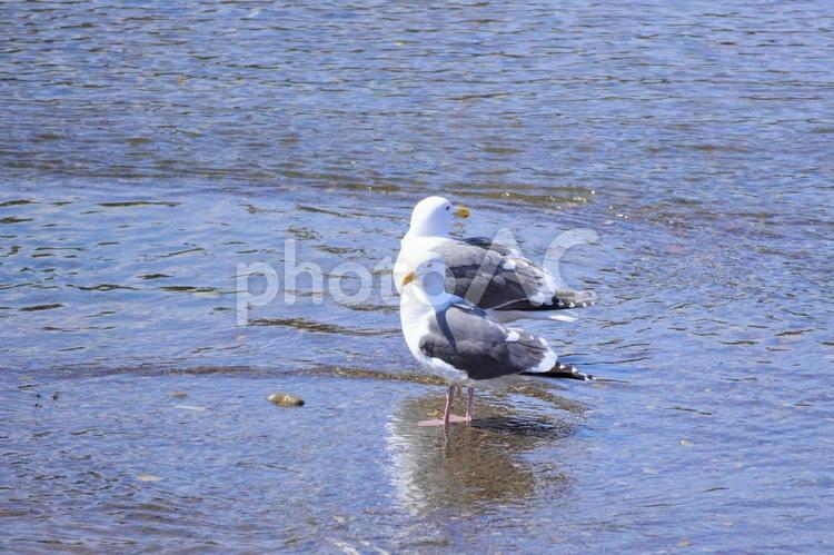 川に佇む2羽のカモメ かもめ,水鳥,鳥の写真素材