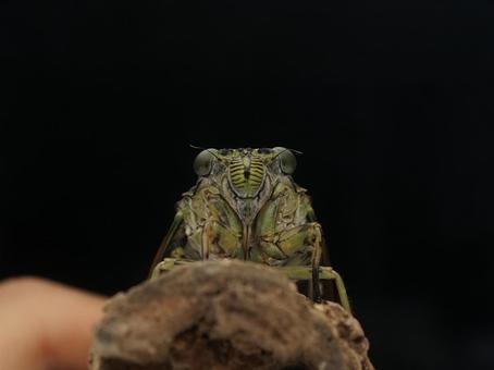 ミンミンゼミ ミンミンゼミの写真