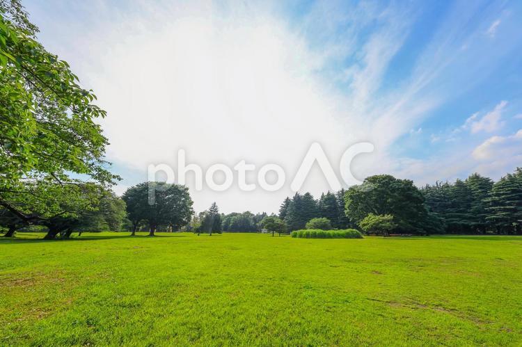 爽やかな青空と新緑 青空,風景,緑の写真素材