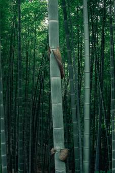 竹 一皮剥けました 竹 一皮剥けました 竹,竹林,自然の写真素材
