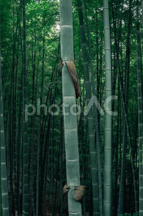 竹　一皮剥けました 竹,竹林,自然の写真素材