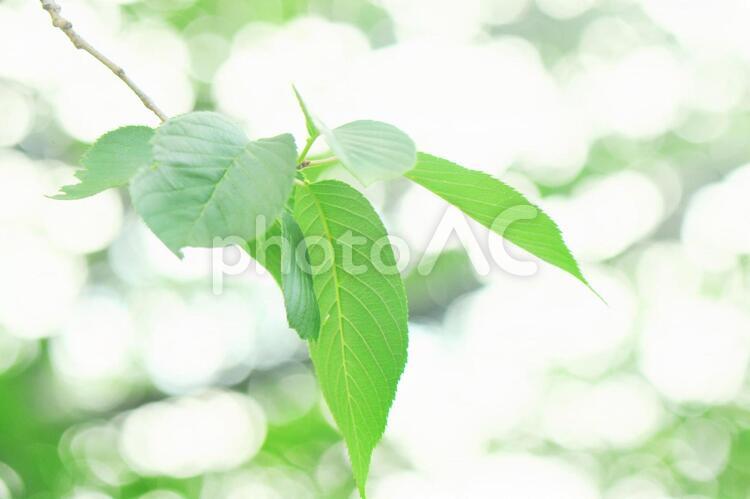 新緑/自然/エコイメージ 新緑,緑,葉の写真素材