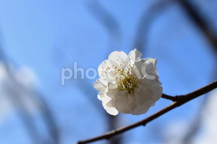 ＜春のイメージ＞梅の花 梅,花,梅の花の写真素材