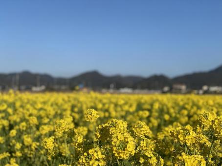 菜の花畑 菜の花畑の写真