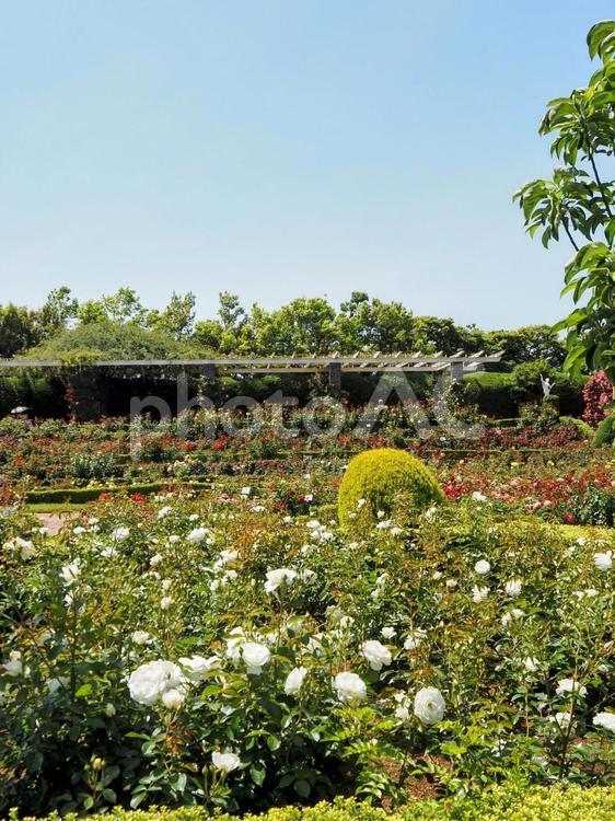 初夏の谷津バラ園・色々な薔薇（習志野市） 初夏,薔薇,花の写真素材