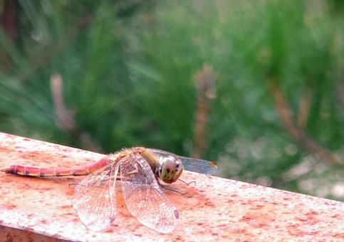 とんぼ休憩中の写真