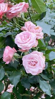 pink rose pink roseの写真