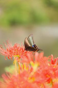 彼岸花とカラスアゲハの写真
