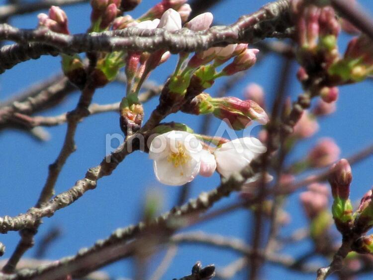 桜とつぼみと青空 つぼみ,春,桜の写真素材