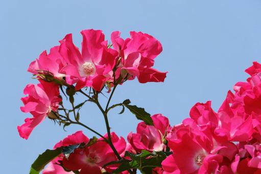 赤い薔薇 赤い薔薇の写真
