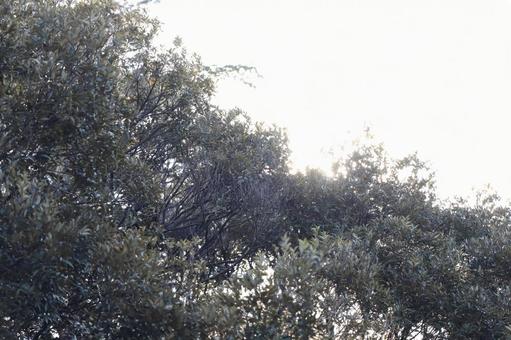 日差しを受ける木々 日差しを受ける木々 日差し,樹木,森林浴の写真素材