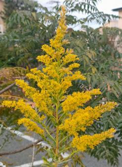 セイタカアワダチソウ セイタカアワダチソウ,花,黄色い花の写真素材
