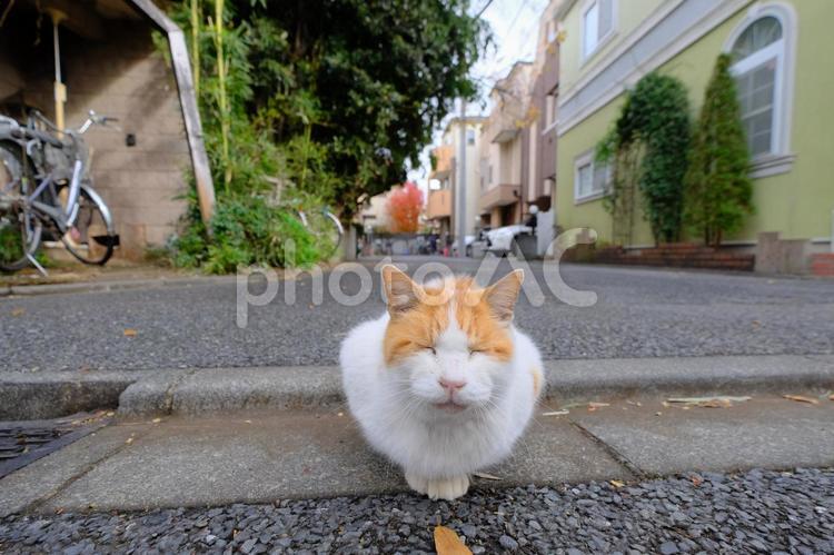 街ネコ 猫,ネコ,ねこの写真素材