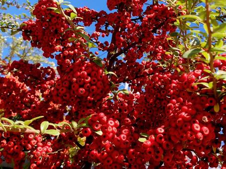 赤い実 赤い実,赤,レッドの写真素材