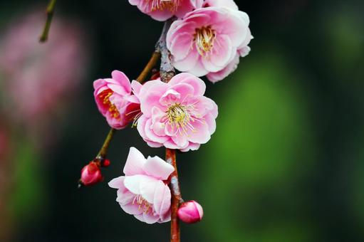 ピンク色の梅の花 ピンク色の梅の花 ピンク色,梅,花の写真素材