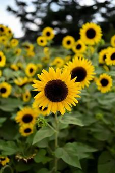 ヒマワリの花 ヒマワリの花の写真