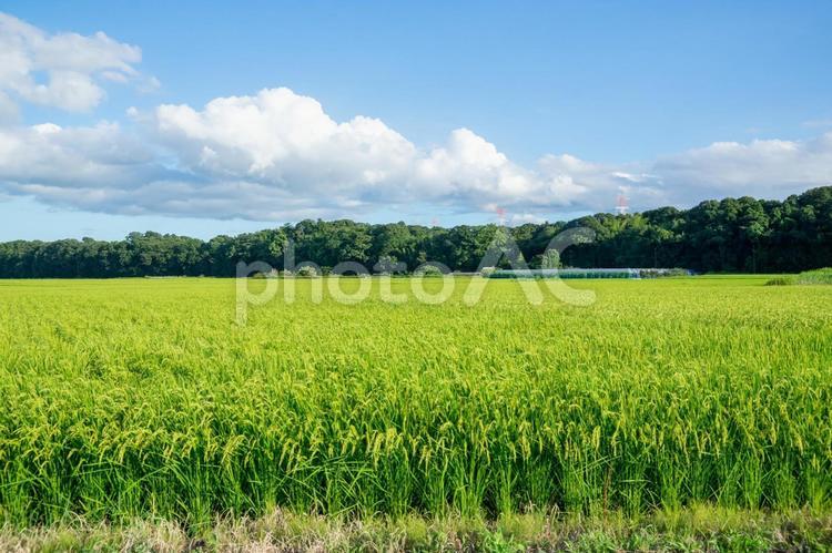 田園風景 田園風景,田舎,晴天の写真素材