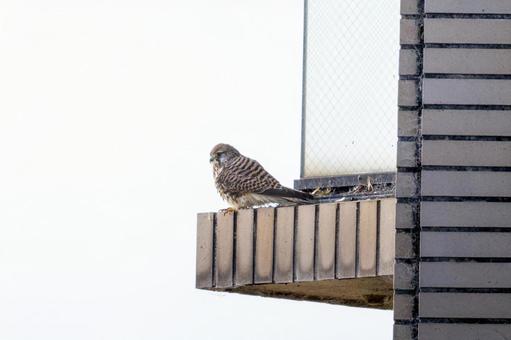 Kestrel, JPG Kestrel, JPG