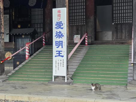 愛染明王堂と猫 成田山,新勝寺,愛染明王の写真素材