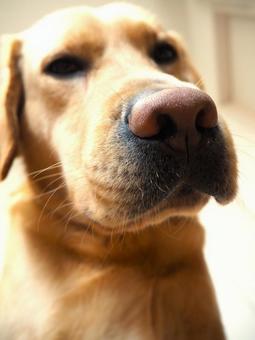 ラブラドールレトリーバーのお顔5 ラブラドールレトリーバーのお顔5 ラブラドールレトリバー,犬,ペットの写真素材