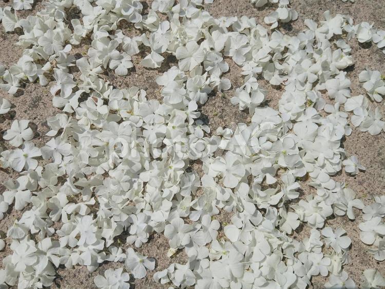 地面のアジサイ アジサイ,花びら,地面の写真素材