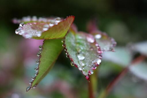 after the rain, кровати, розы, роза, JPG