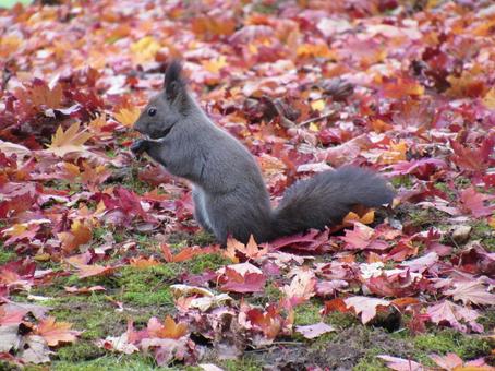 エゾリス エゾリス,リス,公園の写真素材