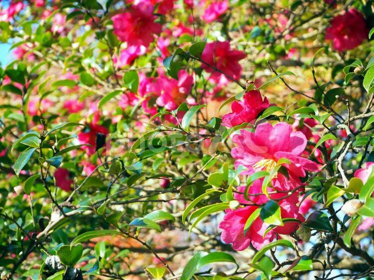 咲き誇るのサザンカの花 山茶花,サザンカ,満開の写真素材