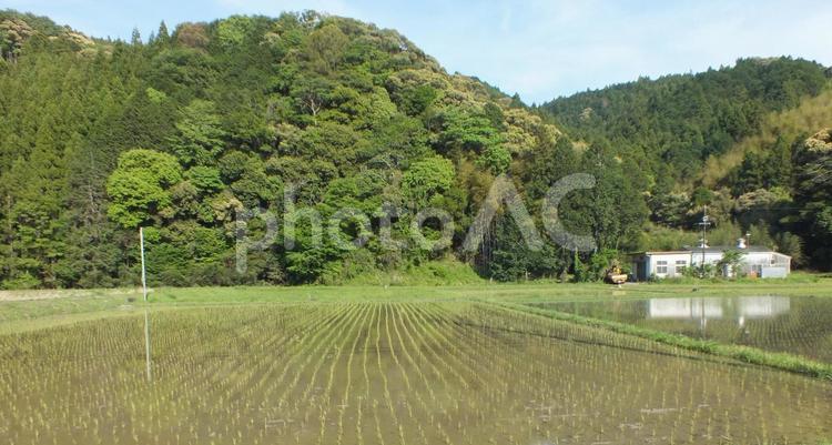 田植えが終わった水田と春の山 水田,田んぼ,稲作の写真素材