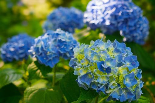 Photo, hydrangea, blue, flower, 