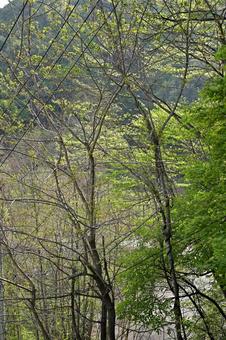 山林の清い風に吹かれる新緑 新緑,木々,涼風の写真素材