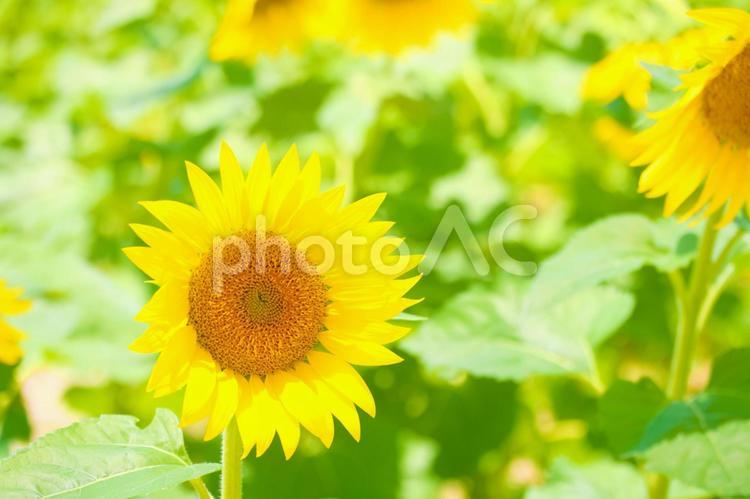 [愛知県]日進市の愛知牧場のひまわり畑 花畑,向日葵,向日葵畑の写真素材