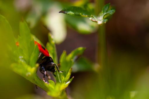 Tiandao Worm, ladybug, ladybird, heaven insects, JPG