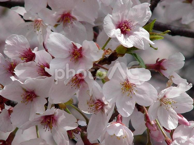 サクラ・桜　咲く風景 サクラ,春,優美の写真素材