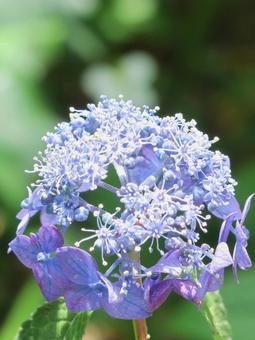 紫陽花 紫陽花の写真