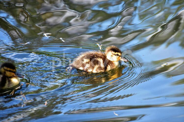 マガモのヒナが池を泳いでいる。 マガモ,ひな,ヒナの写真素材