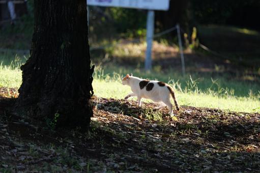 朝日差し込む公園での猫の日常 朝日差し込む公園での猫の日常の写真