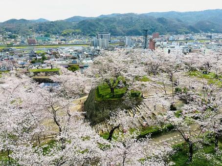 津山の桜 津山の桜 桜,城,津山市の写真素材
