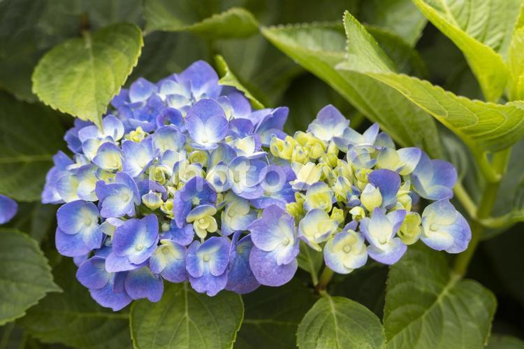 開花の始まったアジサイの花 アジサイ,花,満開の写真素材