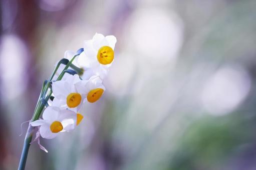 美しい背景と白い水仙の花 美しい背景と白い水仙の花の写真