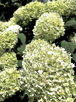 White and yellow-green hydrangea, JPG