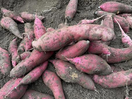 さつまいも　収穫 さつまいも,掘り,紫の写真素材