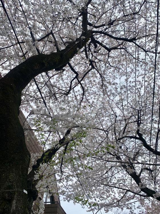 桜満開　下から見上げた景色 春,4月,風景の写真素材
