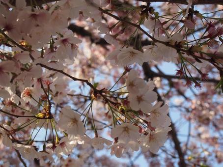 桜 桜の写真