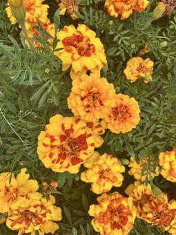 花 花 自然,フラワー,草木の写真素材