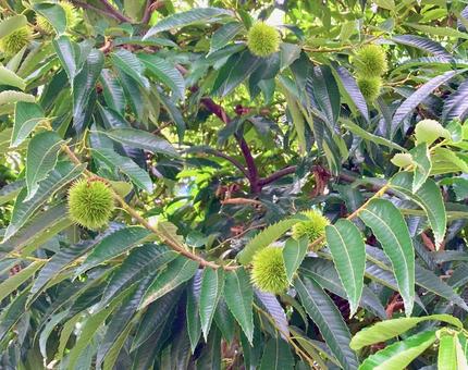 Photo, chestnut, chestnut trees, thorns, 