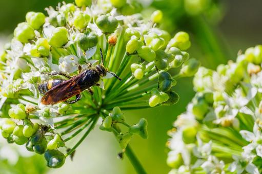 キオビツチバチ⑸ キオビツチバチ⑸ 蜂,キオビツチバチ,昆虫の写真素材
