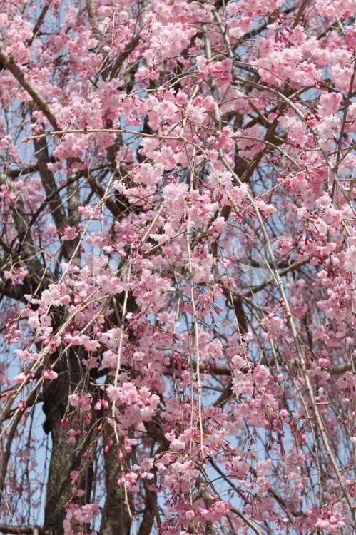 枝垂れ桜 枝垂れ桜,シダレザクラ,さくらの写真素材