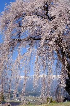 枝垂れ桜とアルプス 枝垂れ桜とアルプスの写真